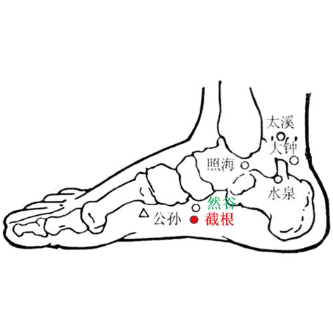 截根穴位置|截根穴在什么位置